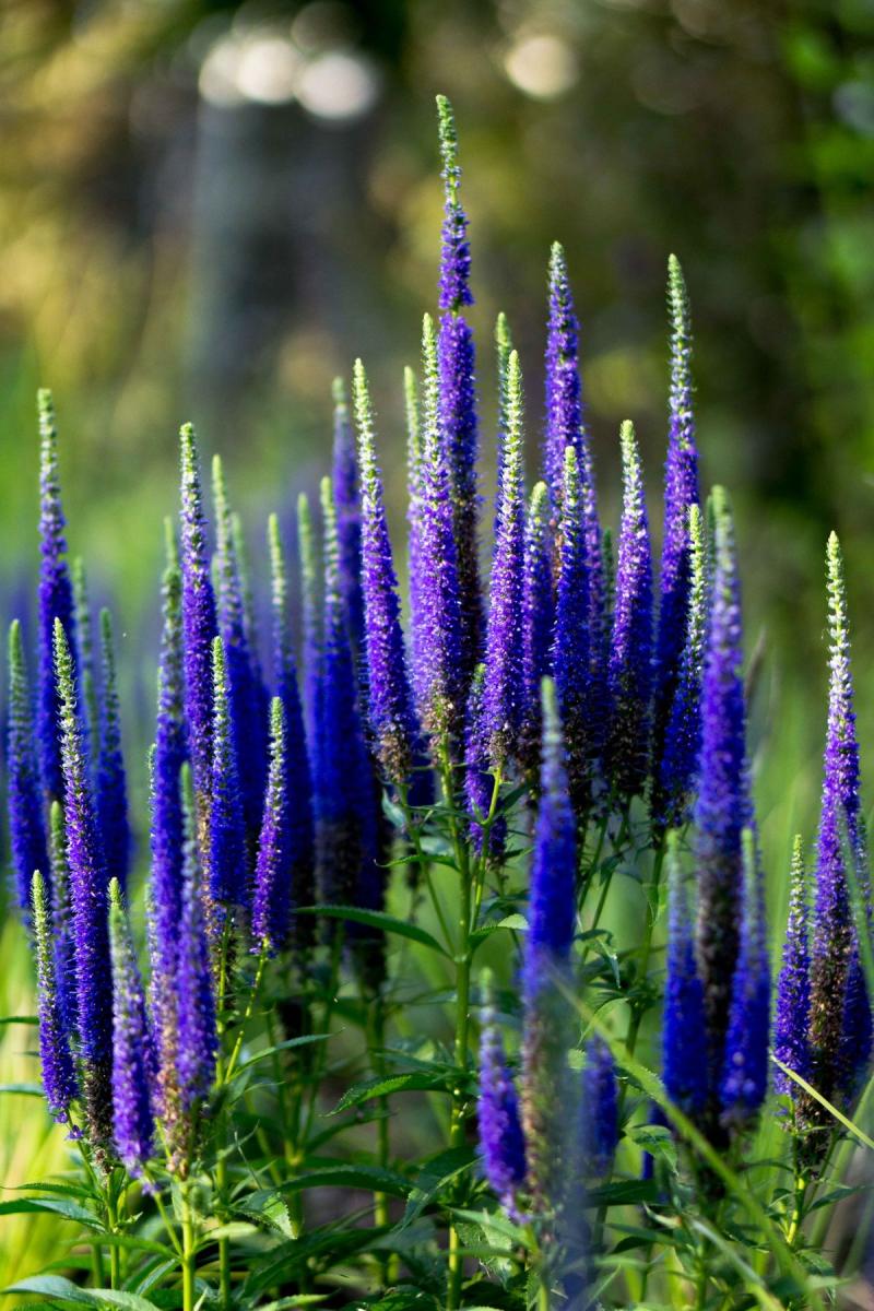 Veronica spicata Younique Baby Blue (1624)